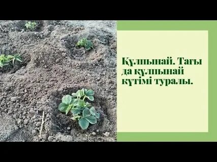 Гей-порно түтік