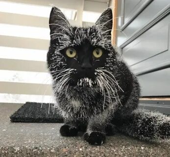 Смешные черные коты