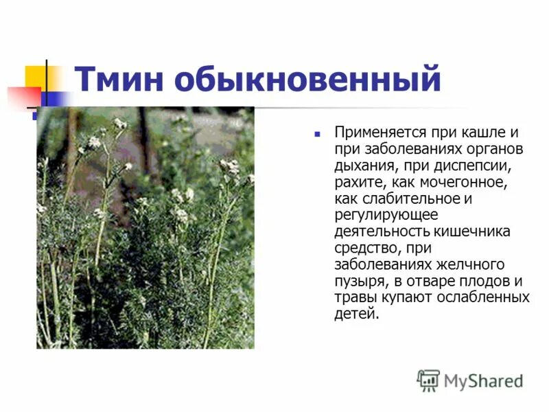 Семена черного тмина лечебного. Экстракт семян черного тмина. Тмин действие на организм. Тмин действие на организм. Семена растения nigella sativa.