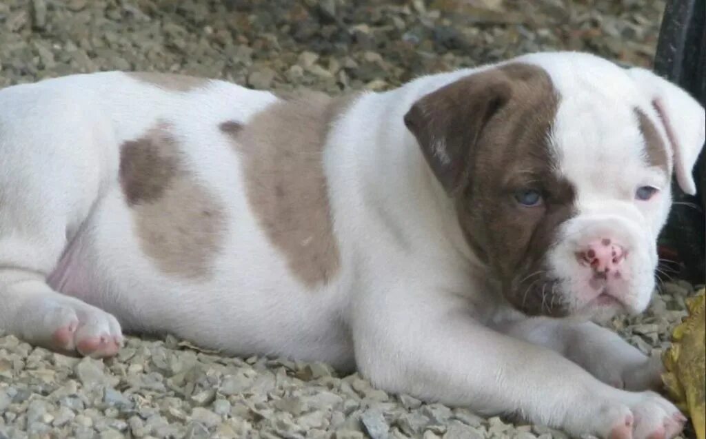 Собака бульдог алапахский чистокровный (отто). Бульдоги — бразильский, алапахский чистокровный (отто), амбульдог. Бульдог алапахский чистокровный (отто). Бульдог алапахский чистокровный (отто). Алапахский бульдог порода.