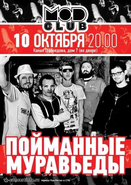 Junk муравьеды. Пойманные муравьеды. Сумчатый муравьед австралии. Junk муравьеды. Южный тамандуа.