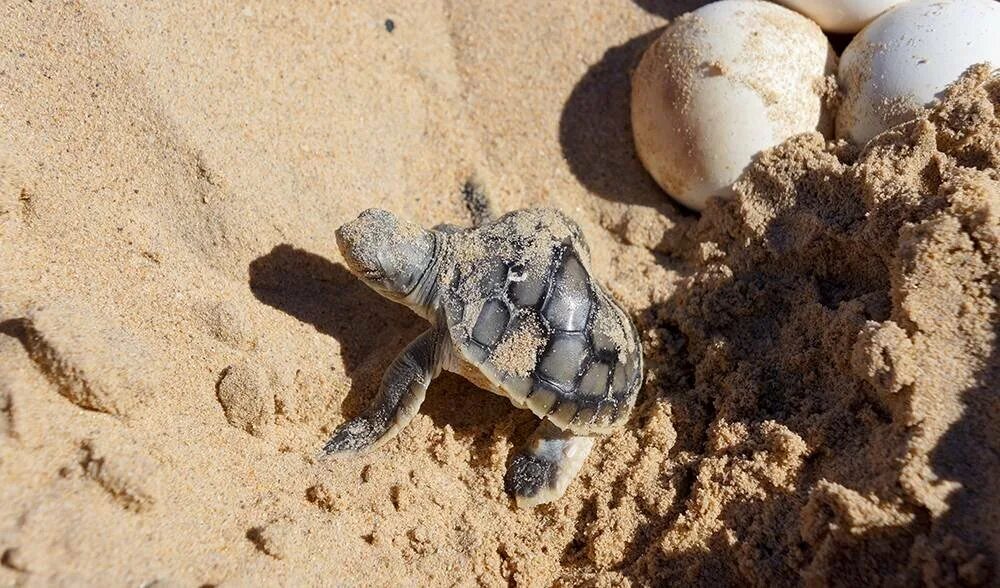 Черепаха бисса откладывает яйца. Черепашата вылупляются. Морские Черепашата вылупляются. Черепаший пляж Шри Ланка.