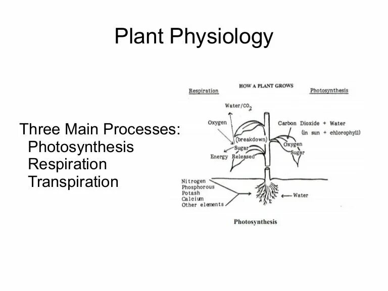 Plant physiology. Физиология растений. Физиология и морфология растений. Методы физиологии растений.