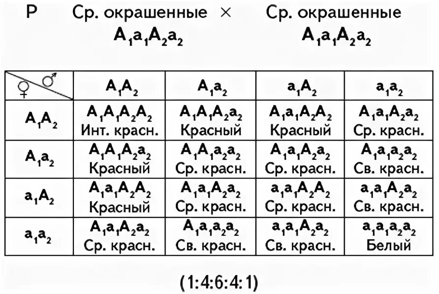 Генотип мулатов