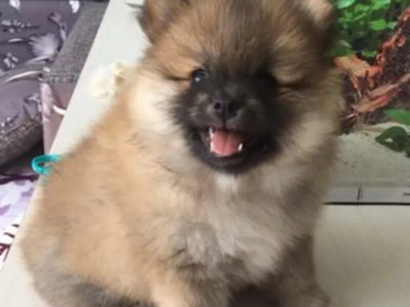 течка у немецкой овчарки. йошкар кутята. авито йошкар ола собаки. питомники йошкар оле шпицы. авито йошкар ола собаки.