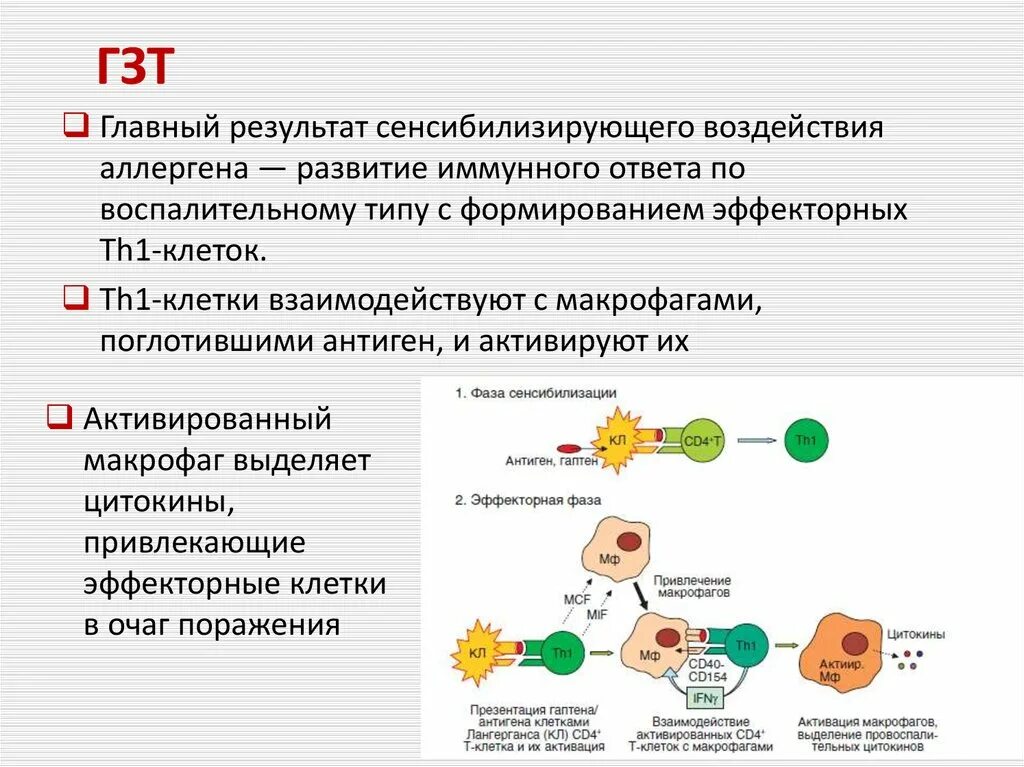 Система макрофагов. ГЗТ 4 Тип гиперчувствительности. Механизм развития реакции гиперчувствиткльность замедленного типа. Механизм развития реакции гиперчувствительности замедленного типа. Механизм возникновения реакции ГЗТ.