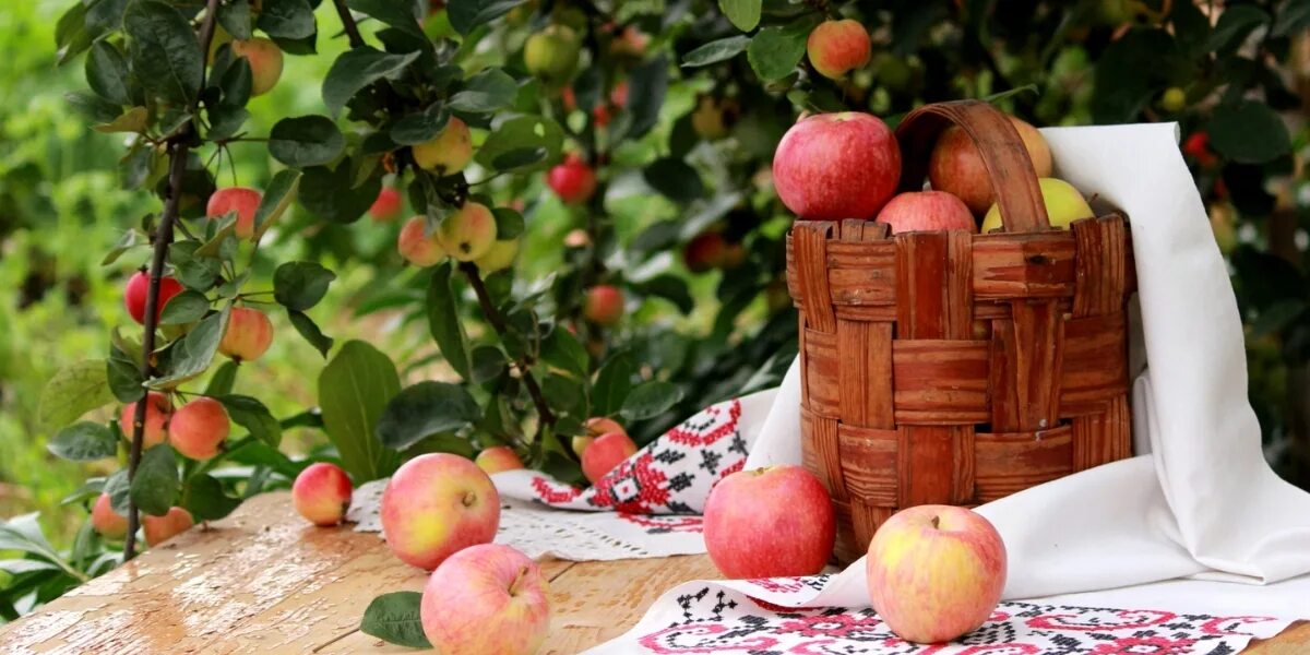 Яблочный спас. Натюрморт с яблоками. Яблочный спас в 2024 году. Яблочный спас в 2024 году. Яблочный спас в 2024 году.