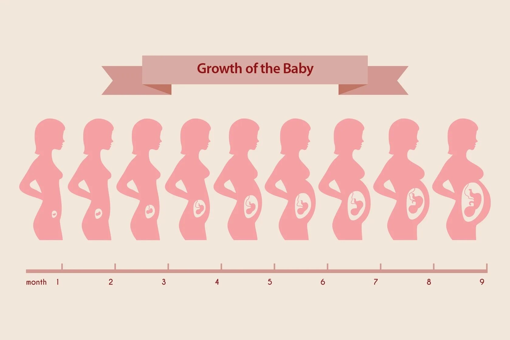 зародыш 2-3 недели беременности. зародыш человека развивается. эмбрион человека 8 недель беременности. размер ребенка в животе по неделям. ребенок в животе неделя месяц.