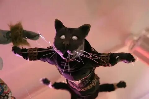 Ядовитый и летучий кот