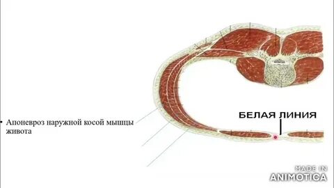 Белая линия живота анатомия