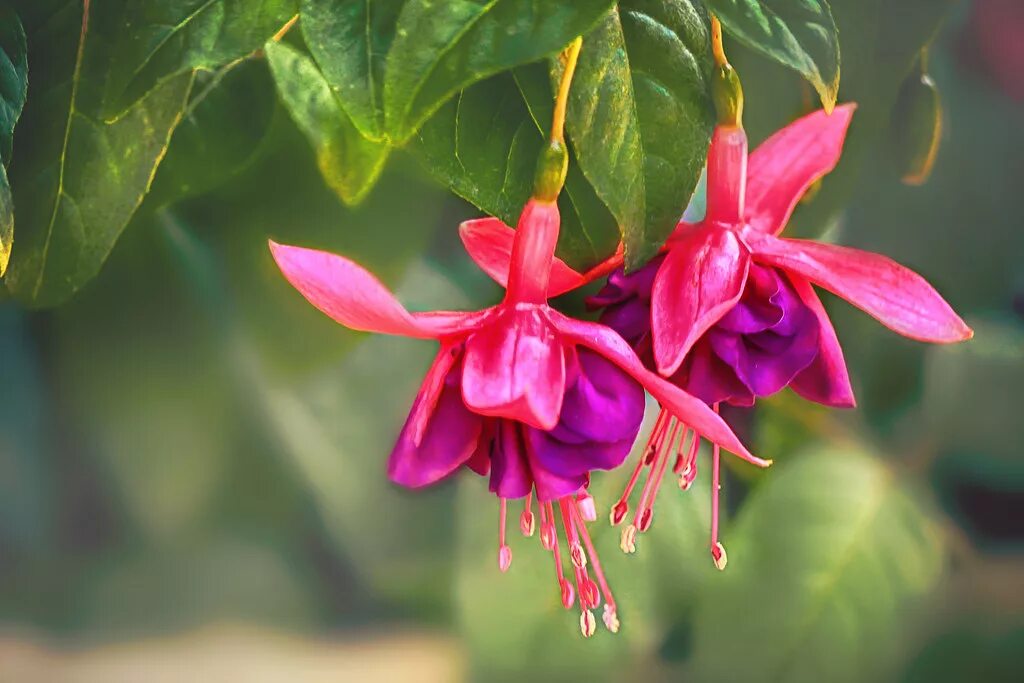 Растения эльфов. Фуксия albertina. Горянка грандифлора. Аквилегия (водосбор) синяя. Растения эльфов.