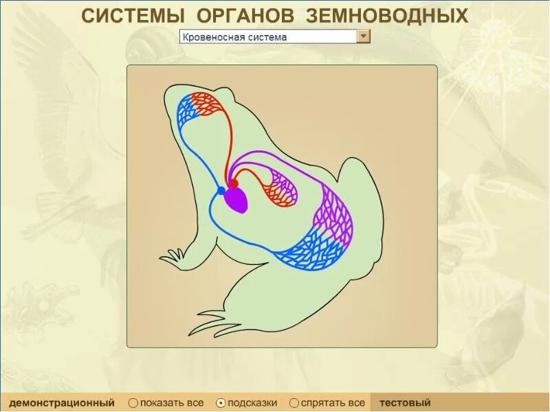 Кровеносная система земноводных лягушка. Класс земноводные строение кровеносной системы. Органы кровеносной системы лягушки. Система органов лягушек земноводных.