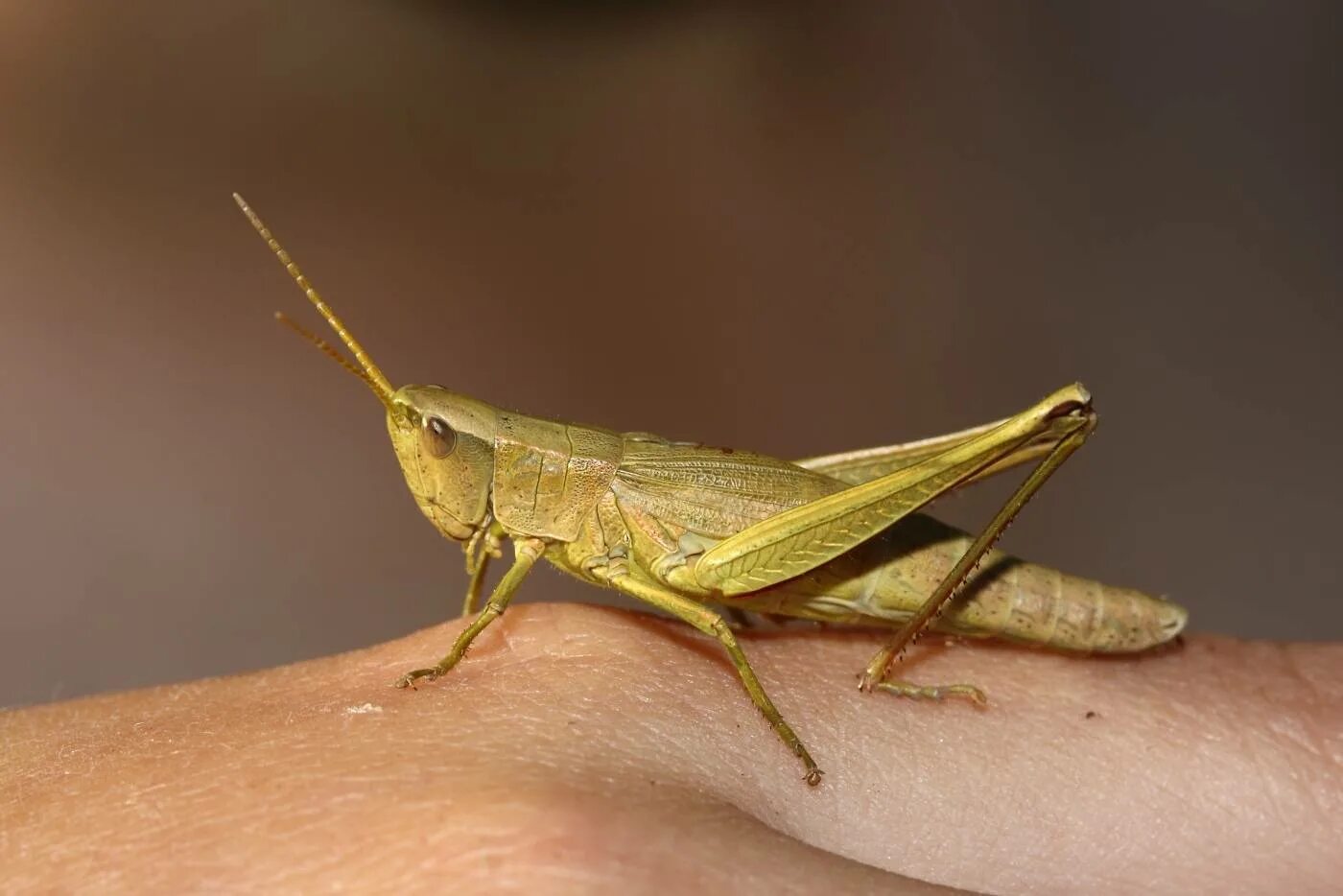 Tettigonia cantans. рыжий кузнечик. радужный кузнечик dactylotum bicolor. красная саранча. сверчки кузнечики саранча.