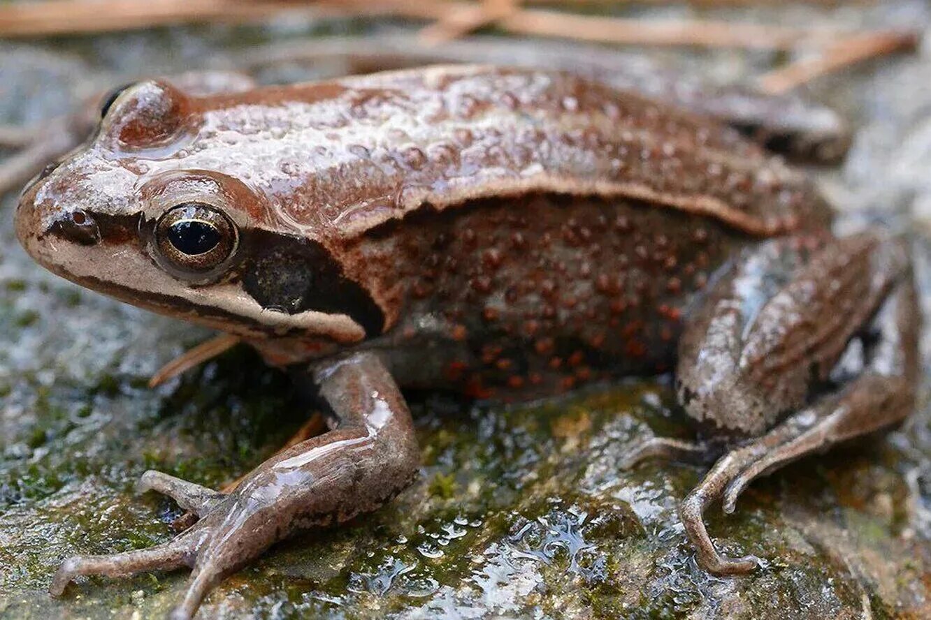 Сибирская лягушка rana amurensis. Жабий хвост. Сибирская лягушка. Сибирская лягушка. Сибирская амурская лягушка.
