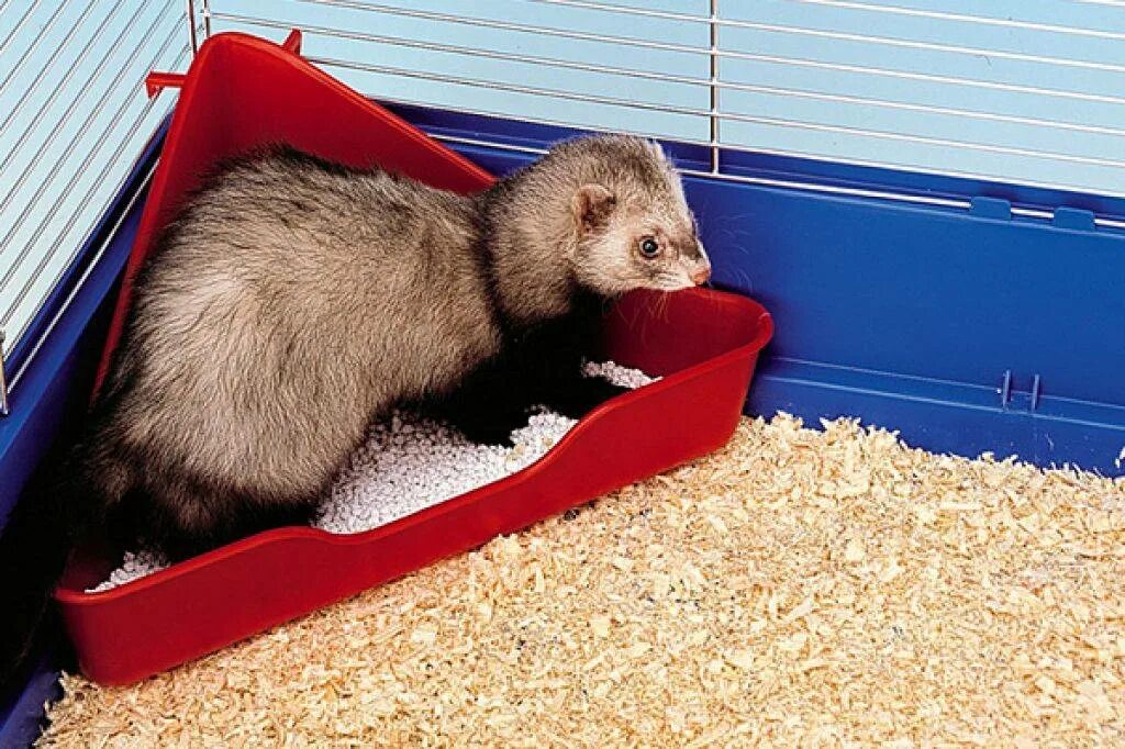 Маленький коричневый зверек. Как приучить ласку. Ласка mustela nivalis linnaeus, 1766. Ласка зверек. Горностай (mustela erminea).