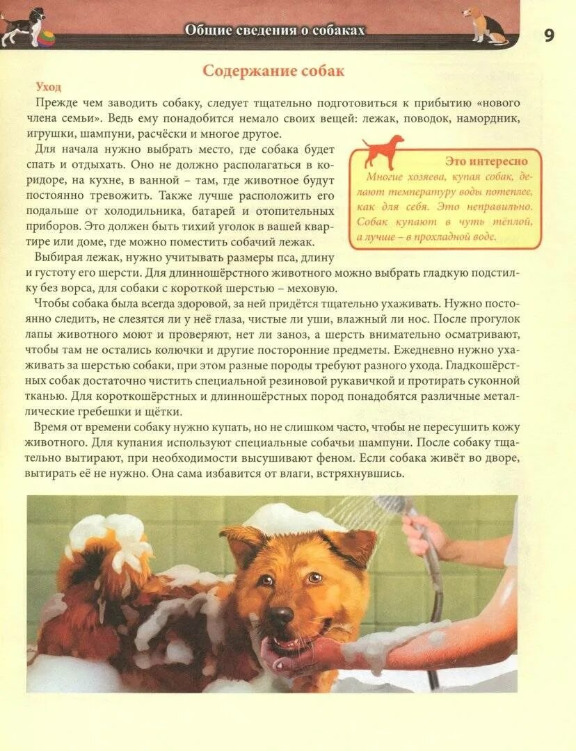 Содержание собак кратко. Сведения о собаках из энциклопедии. энциклопедия. хочу всё знать. собаки. содержание собак. хочу знать энциклопедия собаки.