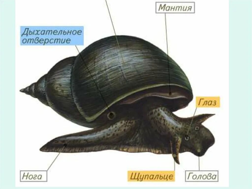 Брюхоногие моллюски внешнее строение. Строение брюхоногих моллюсков снаружи. Строение брюхоногих моллюсков 7. Брюхоногий прудовик строение. Органы чувств большого прудовика