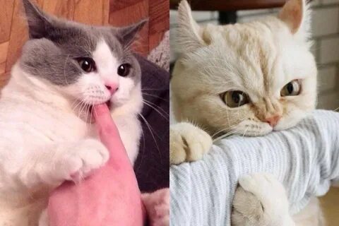 Включи как делает кот