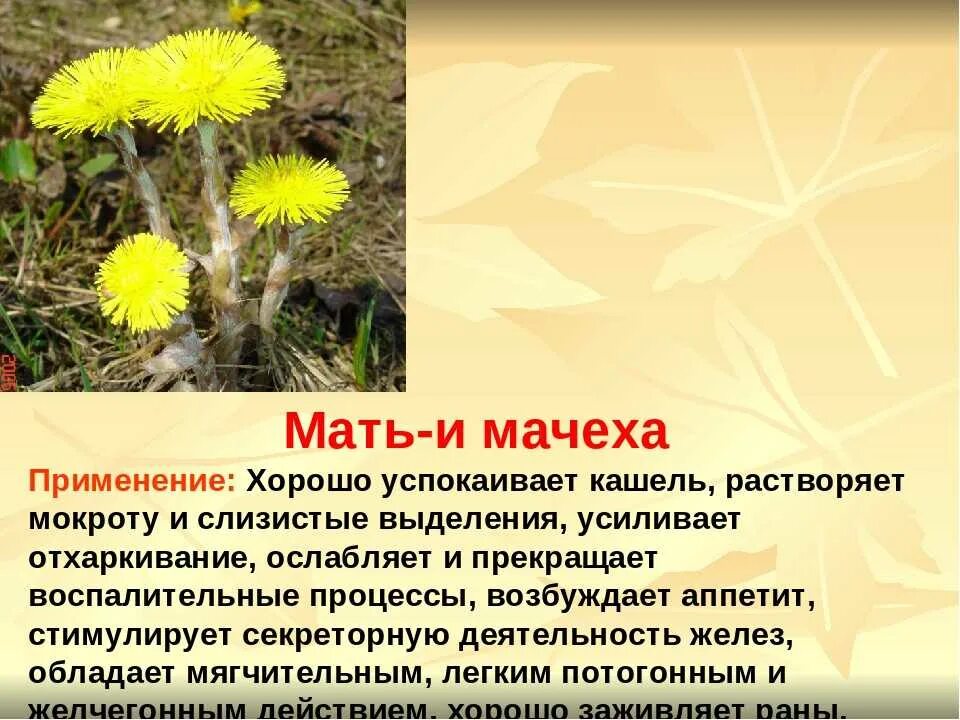 Как называется мачеха. Мать и мачеха растение. Цветы первоцветы мать и мачеха. Мать и мачеха растение описание 2 класс. Мать и мачеха лекарственное растение.
