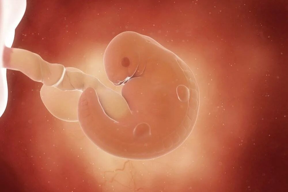 Первый триместр месячные. Эмбрион 1 месяц беременности. Эмбрион на 6 неделе беременности. Плод на 6 акушерской неделе беременности.