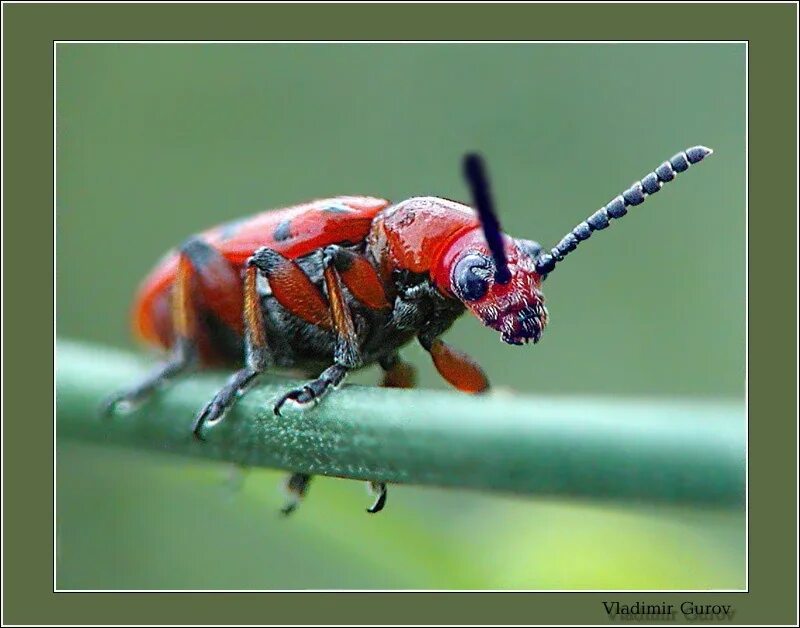 Поставь жуки 3. Жуки листоеды Chrysomelidae трещалка. Спаржевая трещалка Жук. Самый красивый Жук в мире. Смешные картинки Жуков.