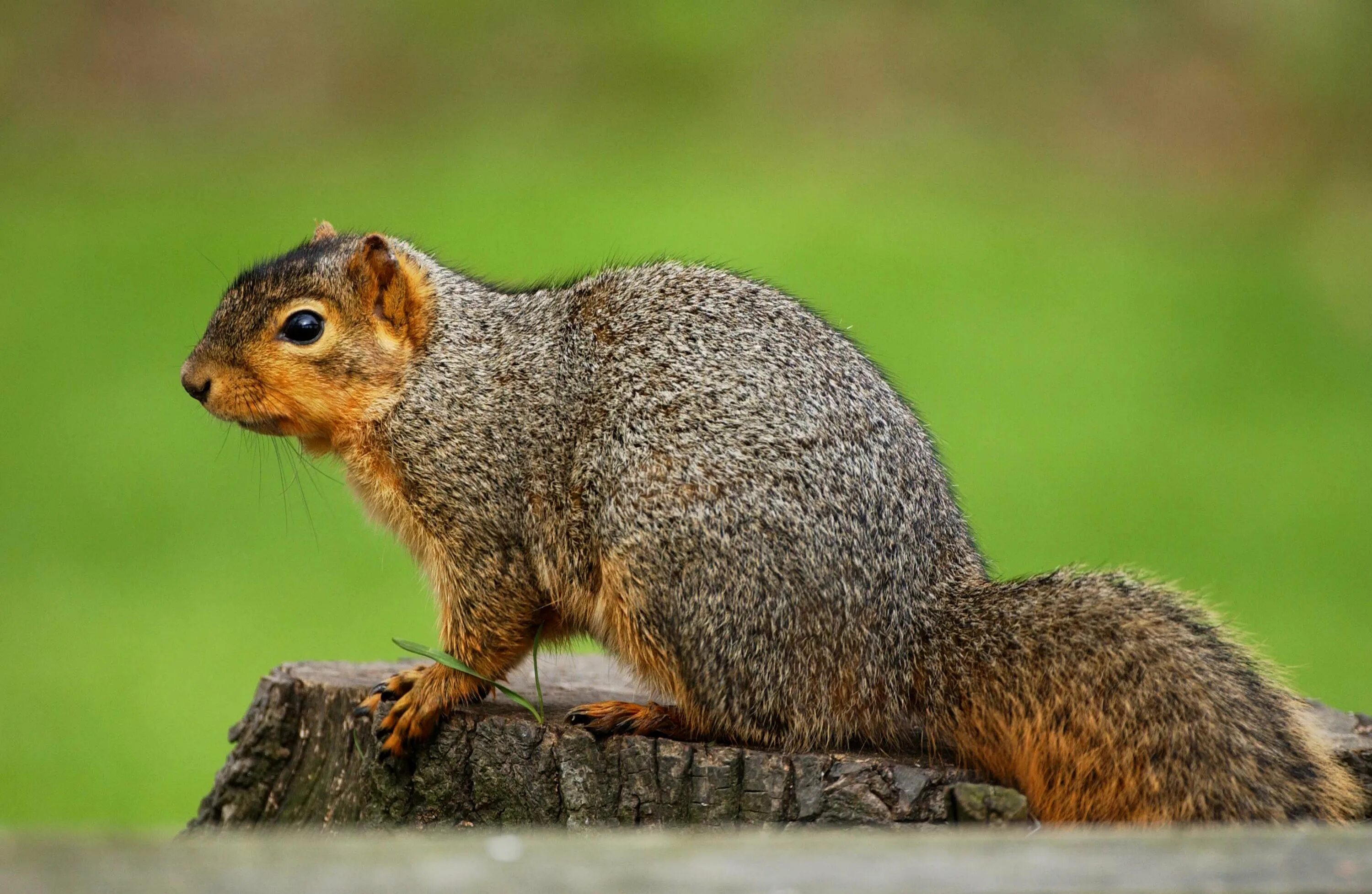 Squirrel updater