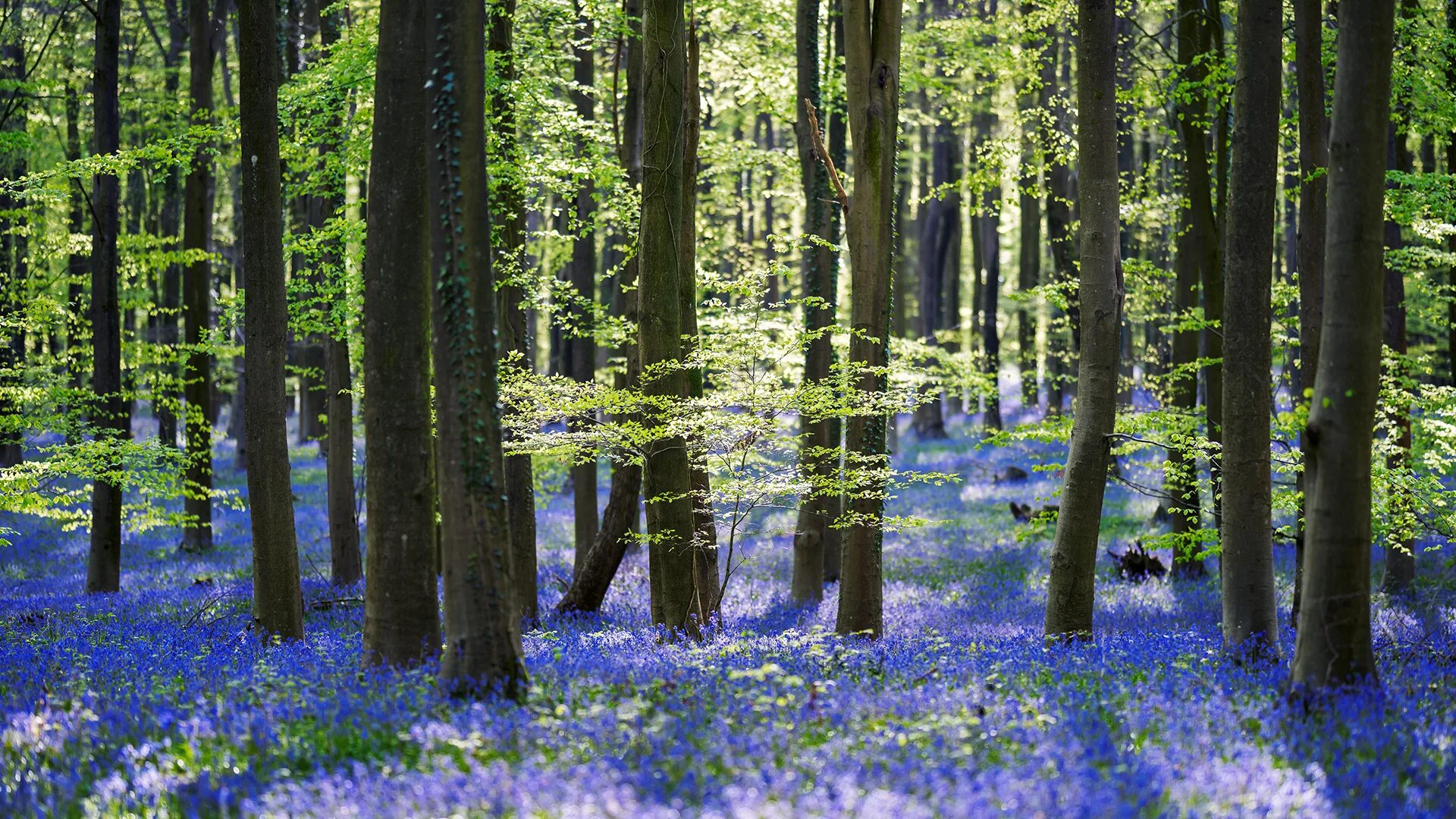 Где то среди леса среди леса. Лес Халлербос Бельгия. Лес весной. Весенние Лесные цветы.