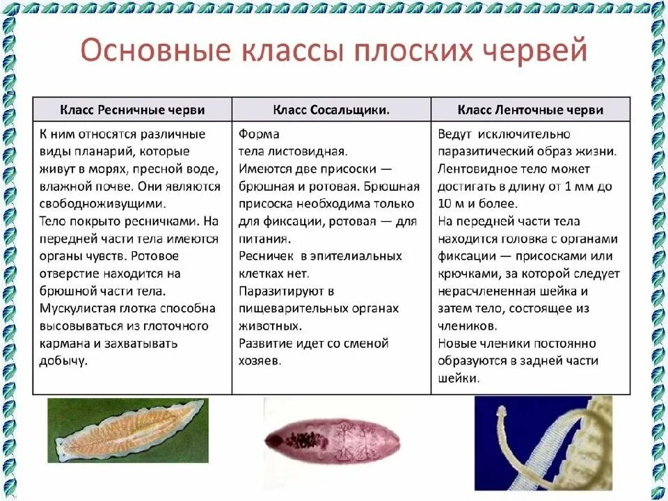 Образ жизни сосальщиков. Тип плоские черви общая характеристика классов. Основные характеристики плоских червей. Общие признаки типа плоские черви 7 класс. Общая характеристика плоских червей.