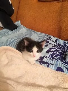Котята магнитогорск в добрые