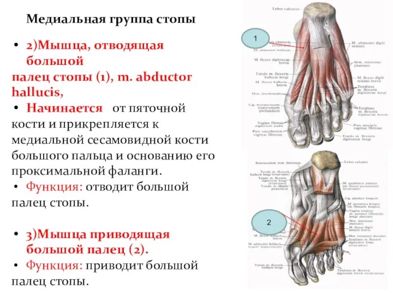 Мышца отводящая большой палец стопы. Функция мышцы, отводящей большой палец стопы:. Мышца приводящая большой палец стопы начало и прикрепление. Мышцы возвышения большого пальца стопы. Отводящий большой палец стопы