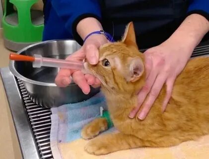 Что дать котенку при отравлении