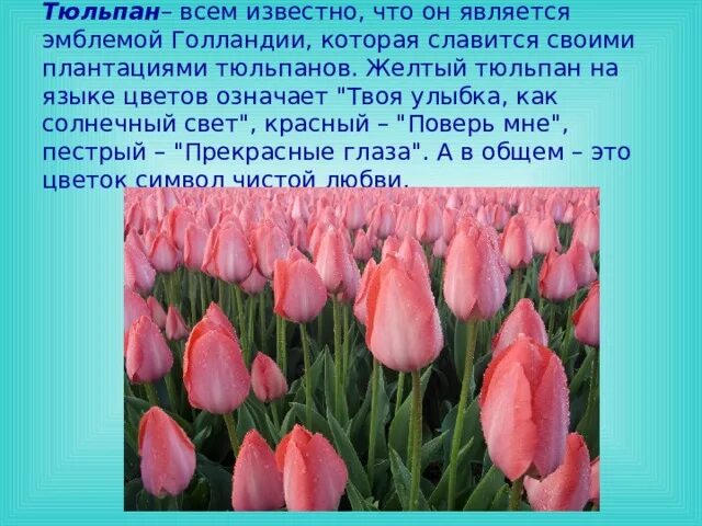 Что означает тюльпан на языке цветов. Язык цветов тюльпаны. Жёлтые тюльпаны на языке цветов. Значение тюльпана на языке цветов. Что означает желтый тюльпан на языке цветов