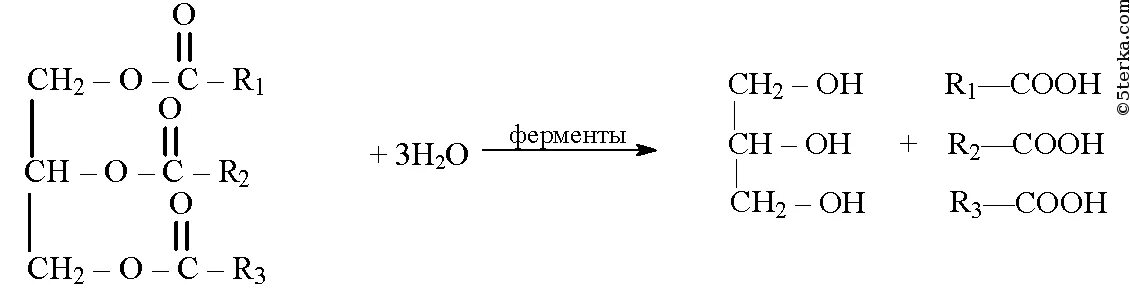 Превращение жиров в организме реакции. Уравнение реакции превращения жиров в организме. превращение в организме жиров реакция. уравнения реакций поясняющих превращение жиров в организме. гидролиз жира в организме человека.