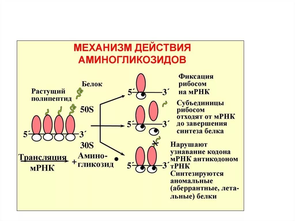 Механизм действия аминогликозидов схема. Механизм действия антибиотиков на рибосомы. Аминогликозидные антибиотики механизм действия. Механизм действия антибиотиков аминогликозидов. Синтез белка в бактериальной клетке