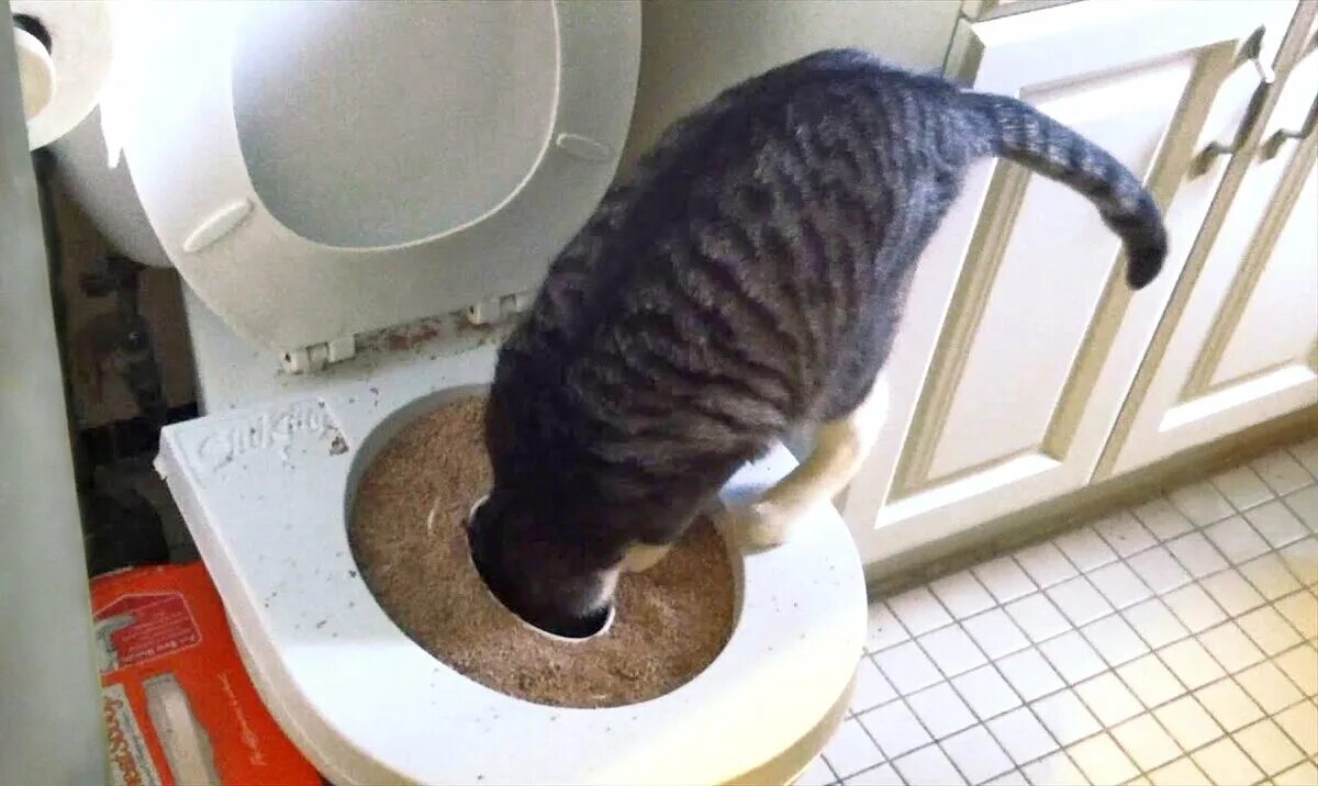 Кот после переезда не ходит в туалет. Приучение котенка к унитазу. кот на унитазе. туалет для кошек. кот на унитазе приспособления.