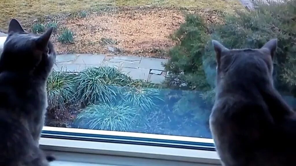 Коты разговаривают друг с другом