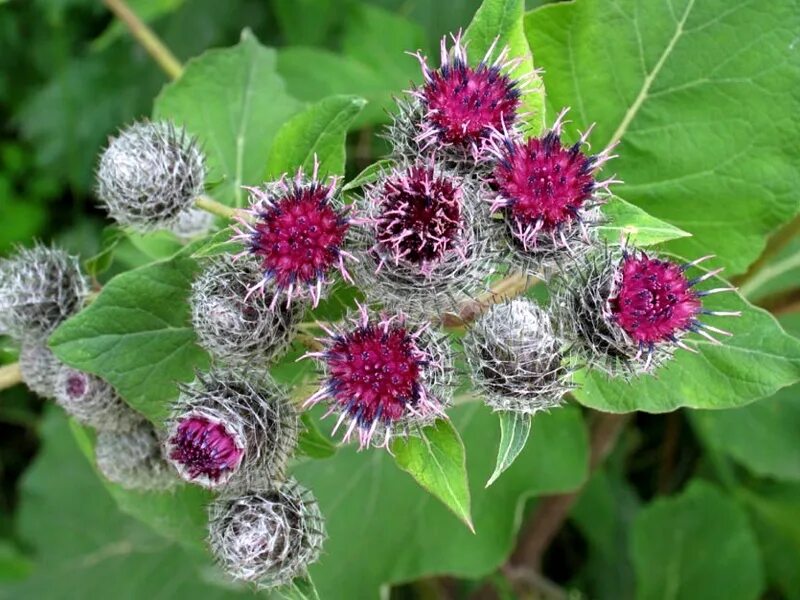 Лопух почему. Лопух репейник. Королевский репейник. Репейник (Burdock). Цветение репейника.