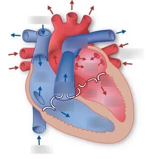 Map of the heart