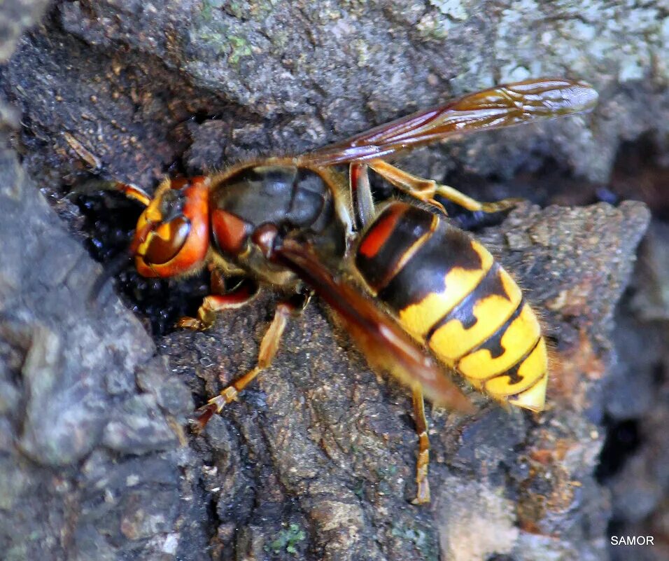 шершень во сне