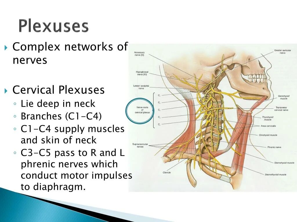 5 Нерв. Cervical nerves. Phrenic nerve c4. Нервная система латынь