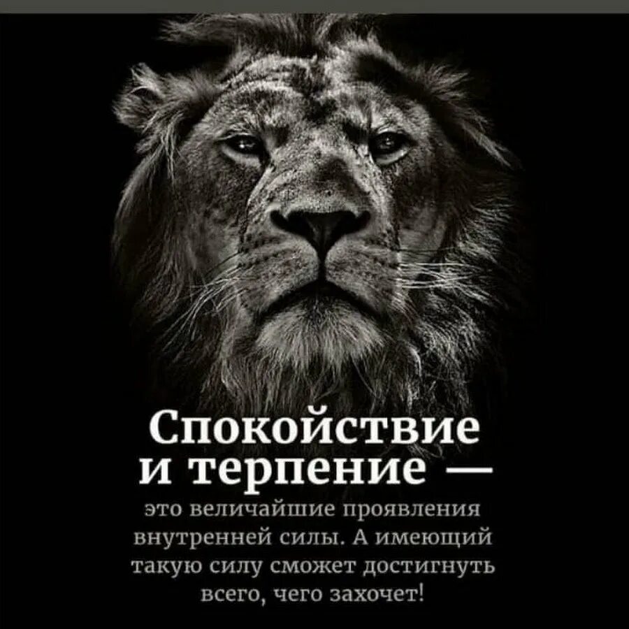 Терпеливый цитаты. Спокойствие цитаты. афоризмы про спокойствие. терпение цитаты. терпение и спокойствие цитаты.