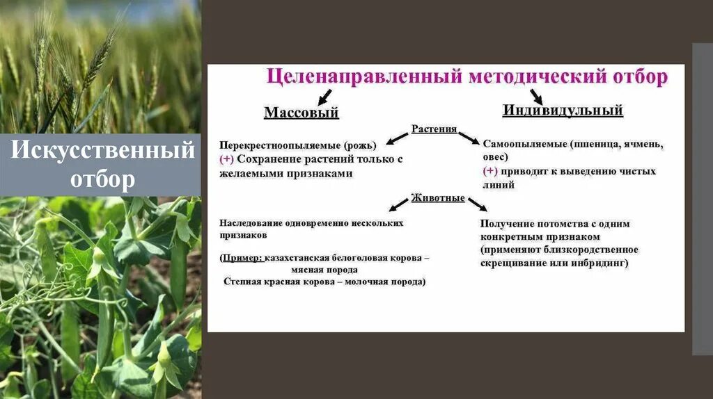 Искусственный отбор растений. Искусственный отбор селекция. Искусственный отбор в селекции растений. Примеры искусственного отбора в селекции растений.