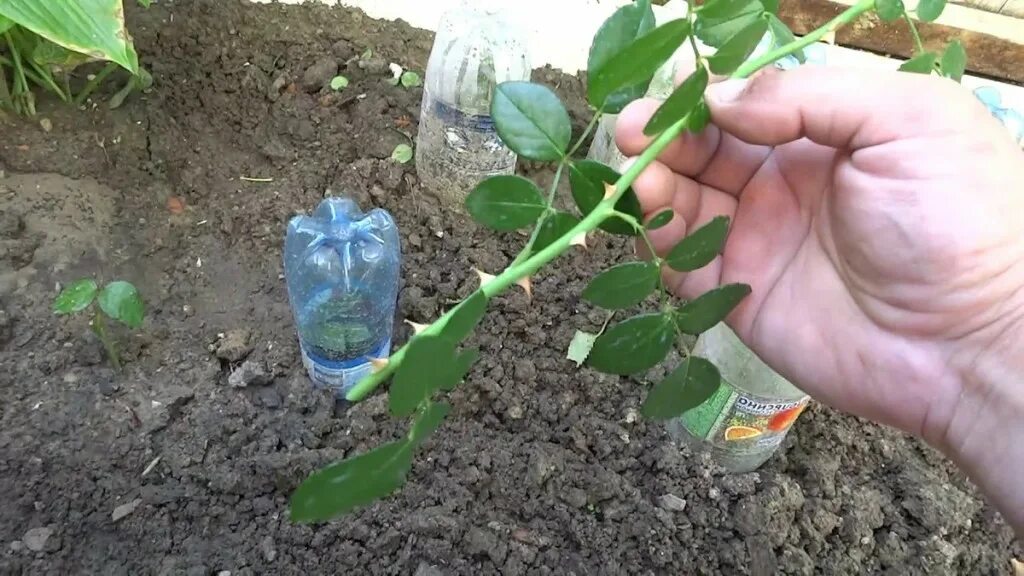 Как правильно черенковать розы