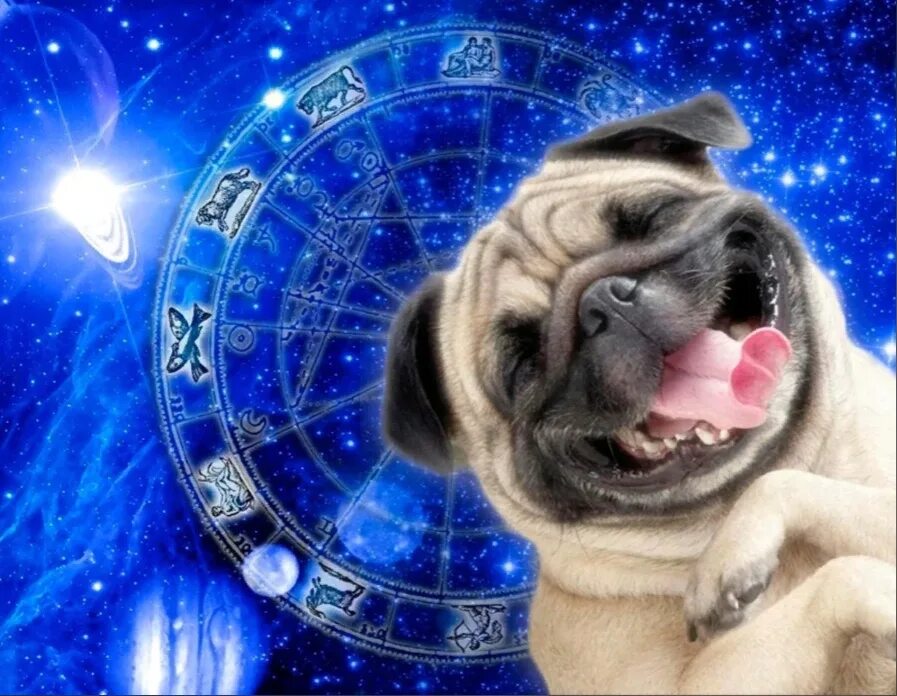 Собака астрологическая. Собака гороскоп. Собаки для знаков зодиака. Знаки зодиака по собачьи.