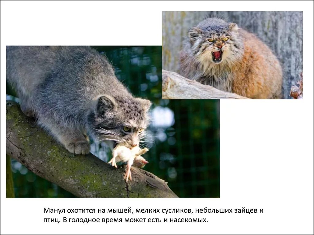 Книга дикий кот. Манул красная книга. дикий кот манул охотится. кот манул красная книга. манул питается.