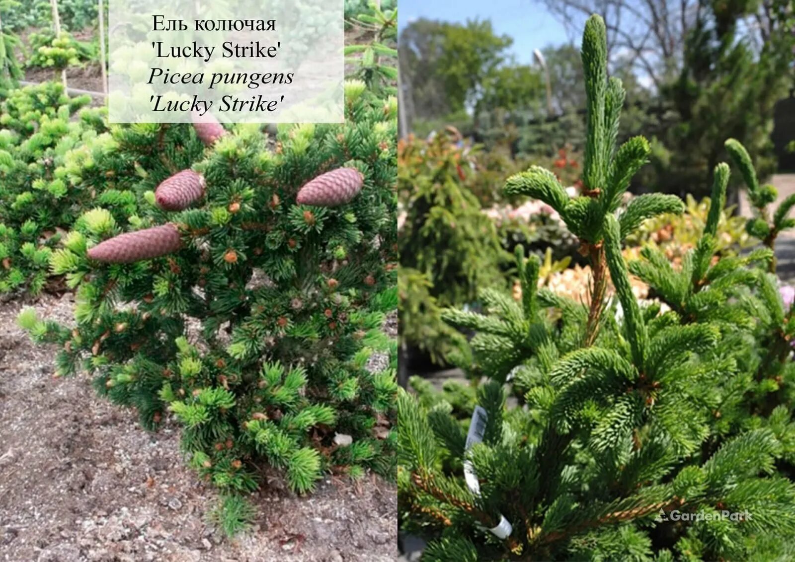 Ель лаки страйк. Ель колючая (Picea pungens Lucky Strike. Ель колючая лаки страйк. Лайки страйк ель колючая. Ель колючая Lucky Strike.