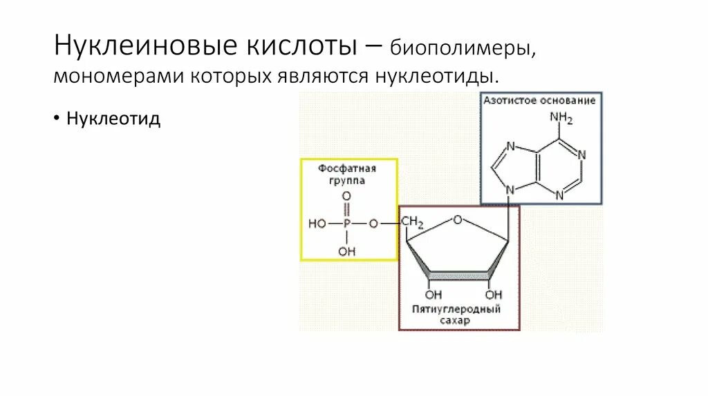 Нуклеиновые кислоты это биополимеры. Нуклеиновые кислоты это биополимеры мономерами которых являются. Нуклеиновые кислоты биополимеры мономерами которых. Нуклеотиды мономеры нуклеиновых кислот. Мономер биополимера воды