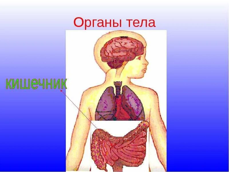 Модель тела человека 2 класс окружающий мир. Организм человека 3 класс окружающий мир. органы человека 3 класс окружающий мир. тело человека 3 класс окружающий мир. строение тела человека 3 класс окружающий мир.