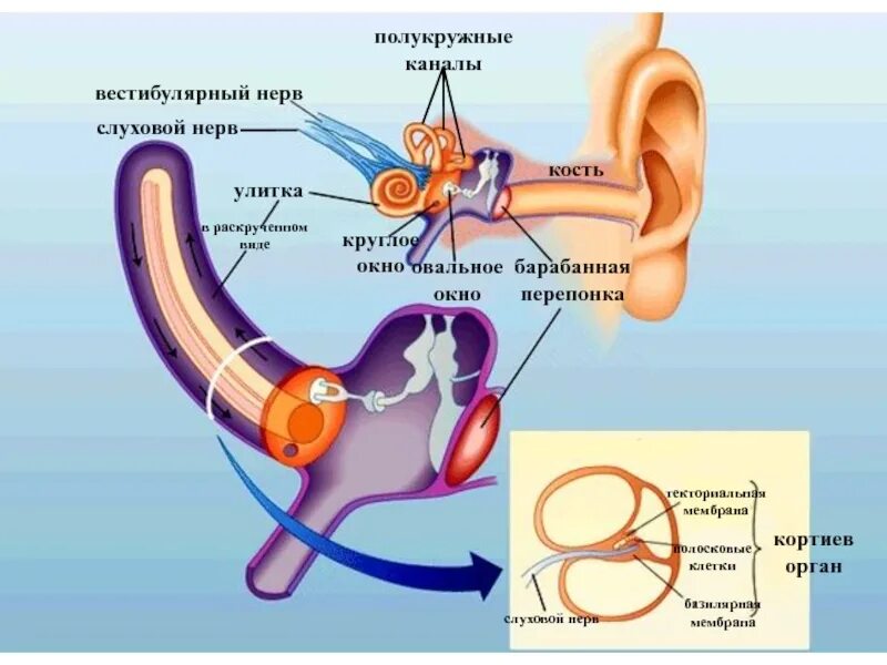 Перепонка овального окна. Орган слуха овальное окно. Овальное и круглое окно улитки. Барабанная перепонка овальное окно. Улитка и слуховой нерв