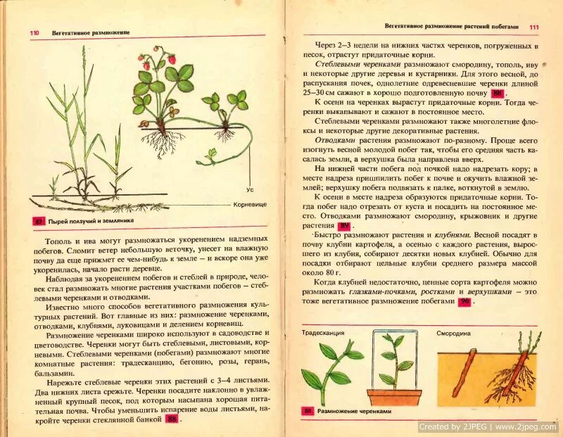 Укоренение барбариса черенками. Размножить куст барбариса черенками. Пеларгония вегетативное размножение черенкованием. Крыжовник посадка отростка. Запрещенная литература размноженная кустарным способом